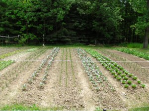 SANYO DIGITAL CAMERA