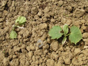 SANYO DIGITAL CAMERA