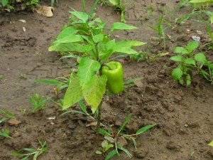 SANYO DIGITAL CAMERA