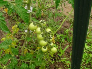 SANYO DIGITAL CAMERA