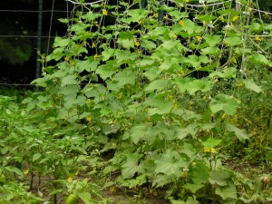 SANYO DIGITAL CAMERA