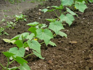 SANYO DIGITAL CAMERA