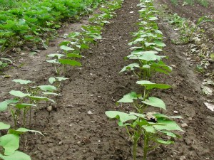 SANYO DIGITAL CAMERA