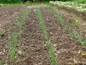 SANYO DIGITAL CAMERA