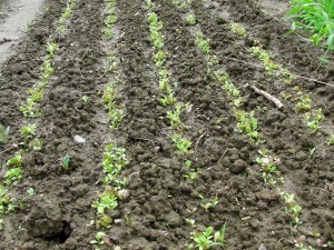 SANYO DIGITAL CAMERA