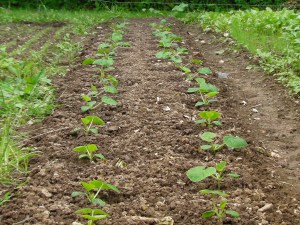 SANYO DIGITAL CAMERA