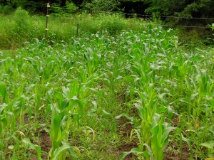 SANYO DIGITAL CAMERA