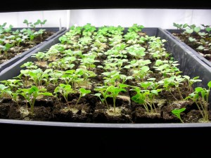 SANYO DIGITAL CAMERA