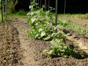 SANYO DIGITAL CAMERA