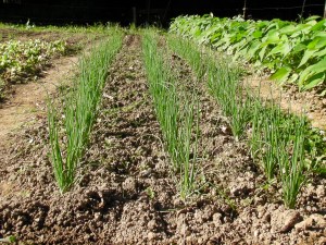 SANYO DIGITAL CAMERA