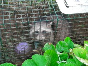 SANYO DIGITAL CAMERA