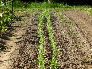 SANYO DIGITAL CAMERA