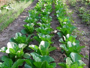 SANYO DIGITAL CAMERA