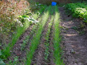 SANYO DIGITAL CAMERA