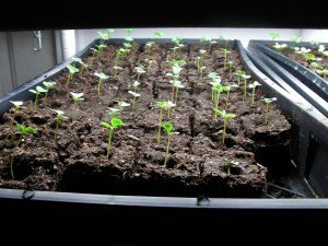 SANYO DIGITAL CAMERA