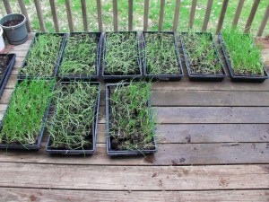 SANYO DIGITAL CAMERA