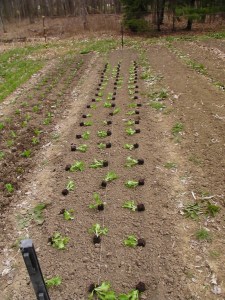 SANYO DIGITAL CAMERA