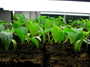 SANYO DIGITAL CAMERA