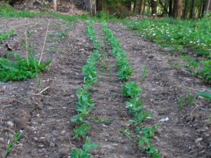 SANYO DIGITAL CAMERA