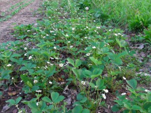 SANYO DIGITAL CAMERA