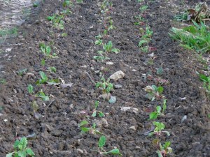 SANYO DIGITAL CAMERA