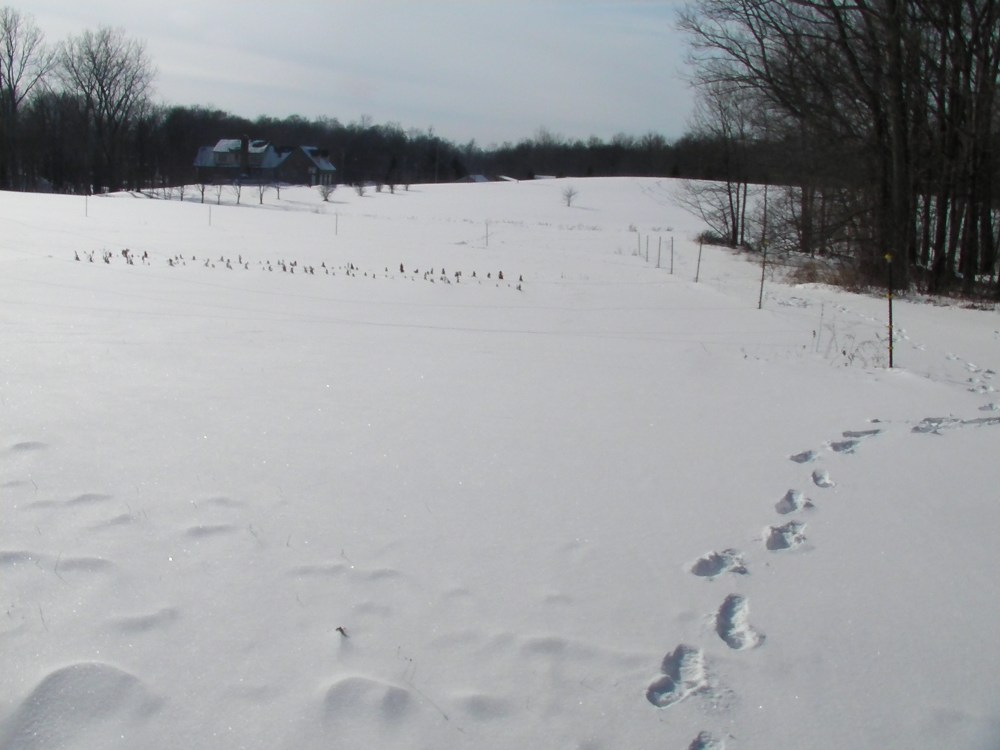 SANYO DIGITAL CAMERA